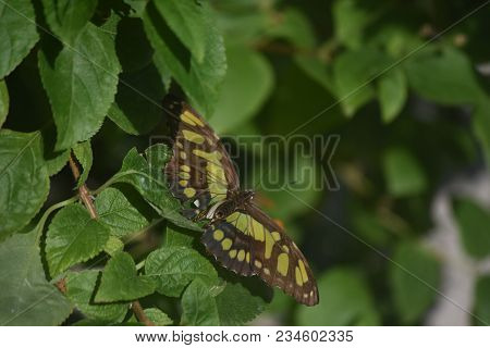 Malachite Butterfly With A Lush Green Garden.