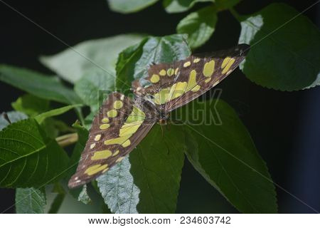 Black And Green Malachite Butterfly With Its Wings Wide