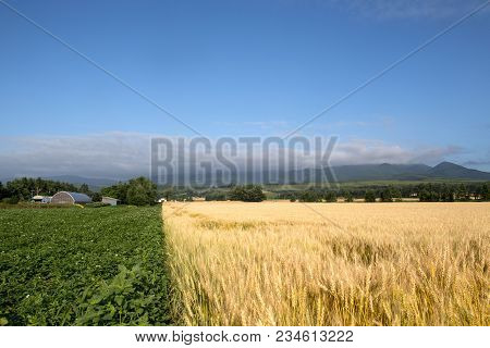 Green And Gold Crops Collide On A Hokkaido Farm