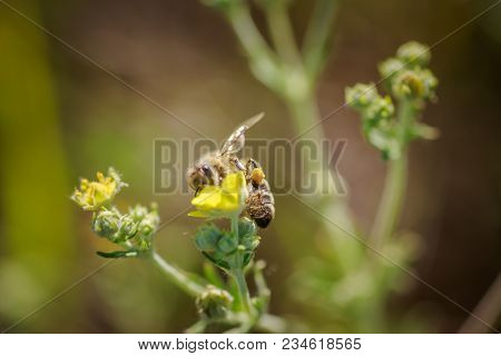 Bee Collects Nectar From Potentilla Erecta, Tormentilla Erecta, Potentilla Laeta, Potentilla Torment