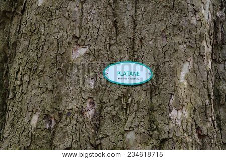 Bark Of Plane Tree Close-up With Signboard
