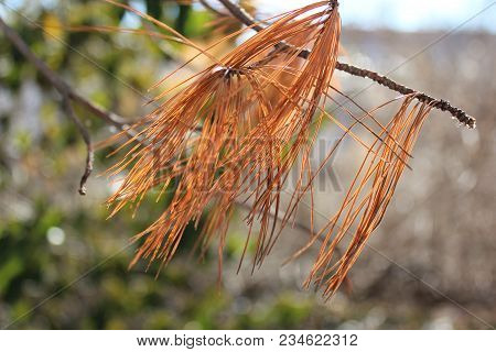 Brown Pine Tree Needles In Fall Season