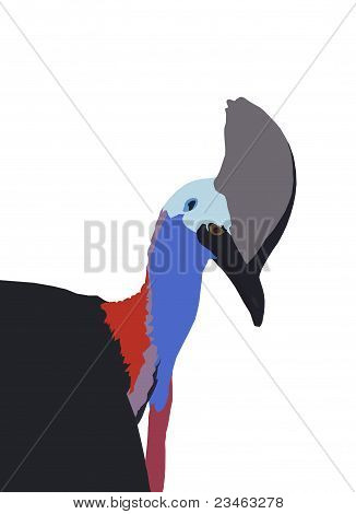 Casuario uccello