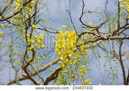 Small Yellow Flower Or Cassia Fistula Flower