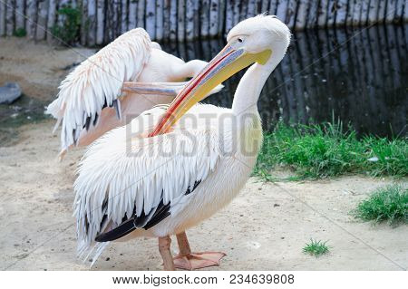 White Pelican Cleans Up Feather With Big Yellow Peak Neb