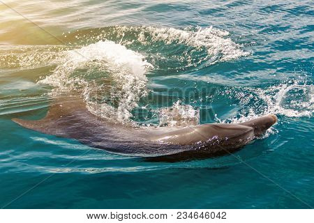 The Yong Bottlenose Dolphin Is Swimming In Red Sea