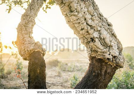 Cork Oak - Trunk Without Recently Removed Bark