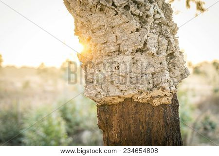 Cork Oak - Trunk Without Recently Removed Bark