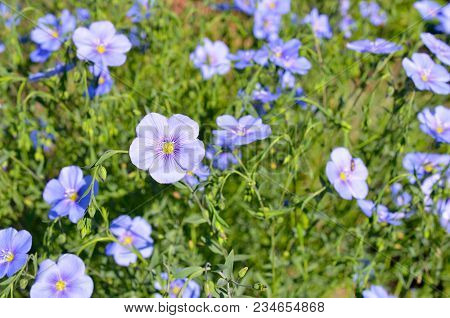 Blue Blossoming Flax Flower On The Meadow.