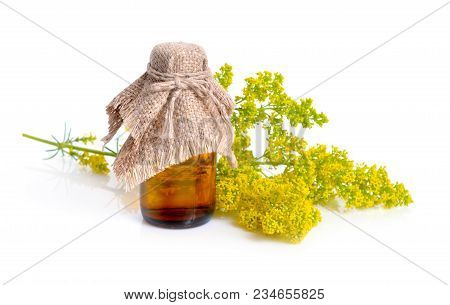 Galium Verum, Lady's Bedstraw Or Yellow Bedstraw.
