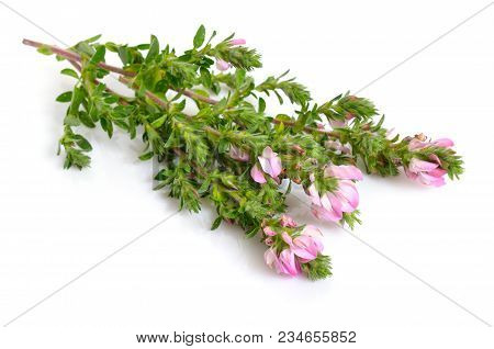 Pink Ononis Flower Isolated On White Background.