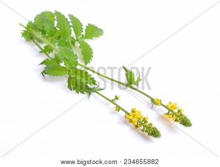 Agrimonia Eupatoria, Agrimony, Church Steeples Or Sticklewort. Isolated On White Background.