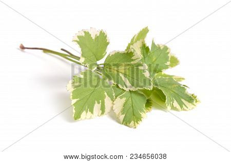 Aegopodium Podagraria Commonly Called Ground Elder, Herb Gerard, Bishop's Weed, Goutweed, Gout Wort,