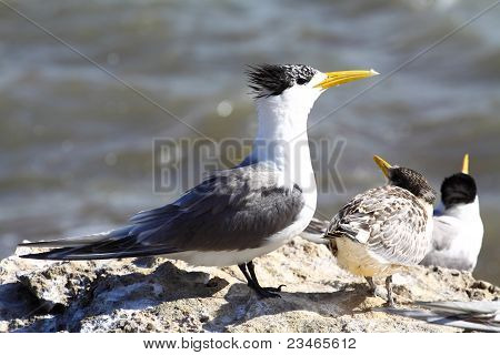 Sea Gull in Australië