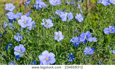 Blossoming Blue Flax Flower On The Meadow .