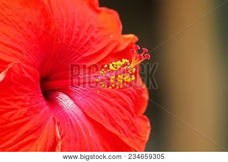 Big Red Hibiscus Flower With Yellow Stamens.
