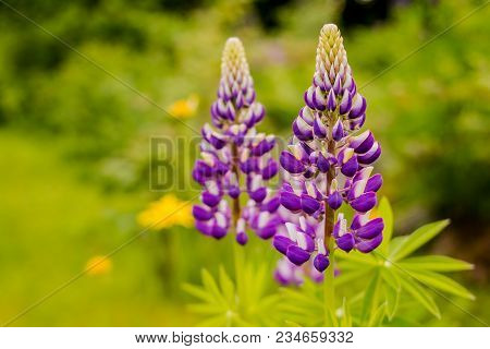 Wild Lupines Growing In Black Forest, Purple Wild Flowers