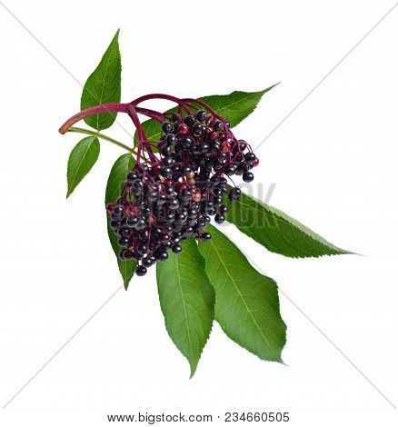 Sambucus . Common Names Include Elder, Elderberry, Black Elder, European Elder, European Elderberry 