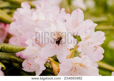 Bumblebee In A Pink Azalea Blossom Or Rhododendron In Garden. Season Of Flowering Azaleas. Close Up.
