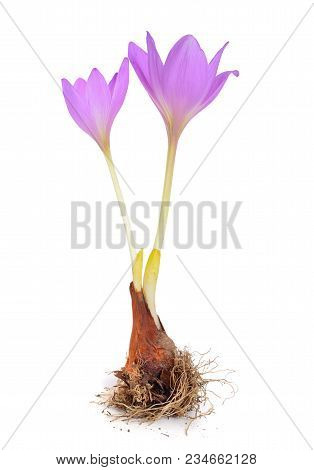 Colchicum Flower With Bulb. Isolated On White Background.