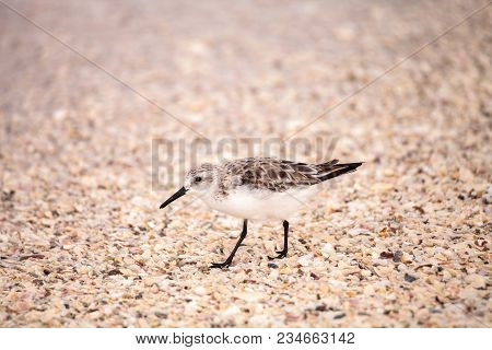 Western Sandpiper Shorebirds Calidris Mauri