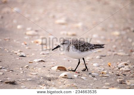 Western Sandpiper Shorebirds Calidris Mauri