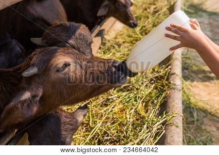 Baby Hands Holding Bottle Feeding Breast Murrah