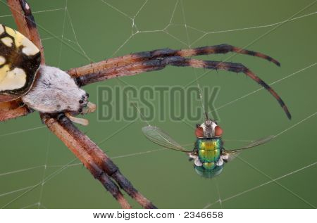 Flyve i Web