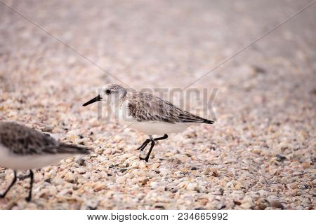 Western Sandpiper Shorebirds Calidris Mauri