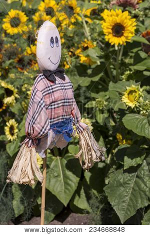 Adelaide, South Australia, Australia - February 4, 2018: Male Scarecrow Guarding The Helianthus (sun