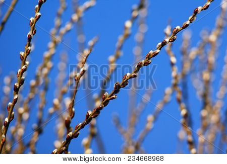 Pussy-willow Meets The Belated Spring With Active Flowering Of Fluffy Branches.
