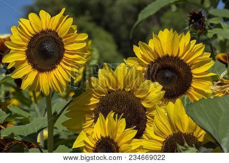 Bright Yellow Petalled Helianthus (sunflower) Flowers With Dark Centres Growing In Their Natural Fol
