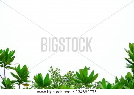 Top View Tropical Trees With Leaf Branch Growing In The Botanical Garden On White Isolated For Green