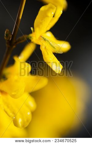 A Chrysoperla Carnea, Known As The Common Green Lacewing, Sitting On Wet Yellow Forsythia Blossom. P
