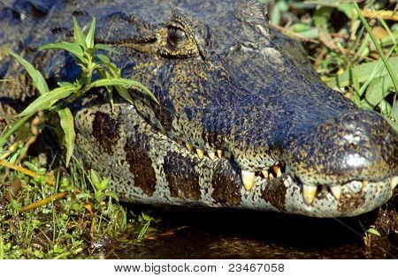 Spectacled caiman