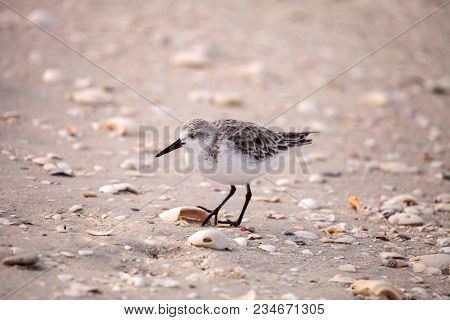 Western Sandpiper Shorebirds Calidris Mauri