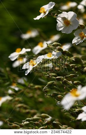 The Small Bush Of A Helianthemum Is Decorated By Bright White Florets With Yellow Stamens.