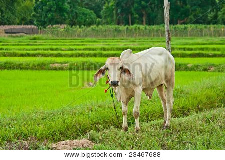 Vitello bianco in piedi nel paesaggio campo di riso