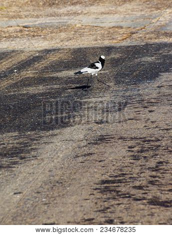 Blacksmith Plover Bird On Oil Polluted Road