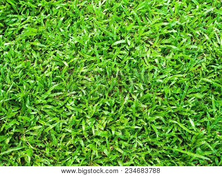 Grass - Natural Green Grass For Background And Texture