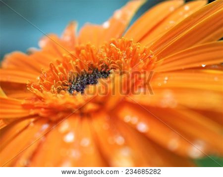 Orange Flower - Close Up Pollen Of Gerbera Flower With Water Drop