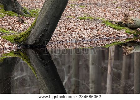 Moss Grows On The Tree Along The Water