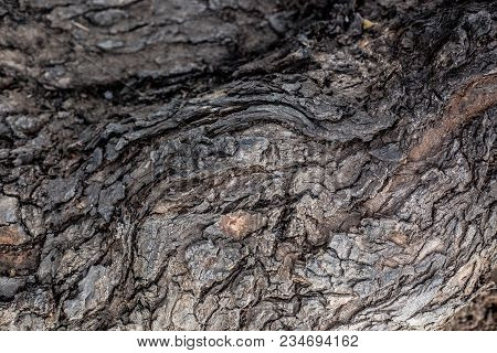 Texture Of Bark Of An Old Tree As An Art Of Nature