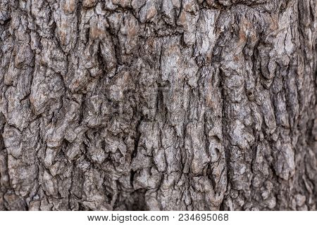 Texture Of Bark Of An Old Tree As An Art Of Nature