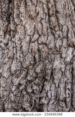 Texture Of Bark Of An Old Tree As An Art Of Nature
