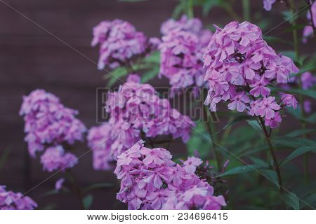Phlox Paniculata Garden Phlox In Bloom