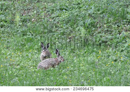 Two Wild Brown Hares In The Green Field