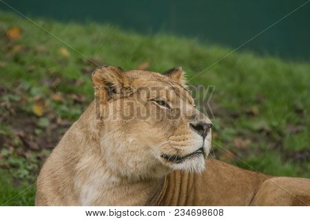 Close-up Photo Portrait Of A Barbary Lioness