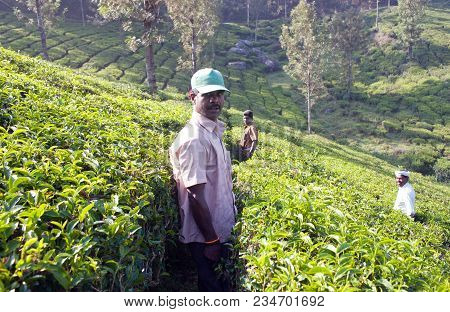 Munnar, India - November 14, 2016: Tea Picker Man Working In Tea Plantation In Munnar, Kerala, South