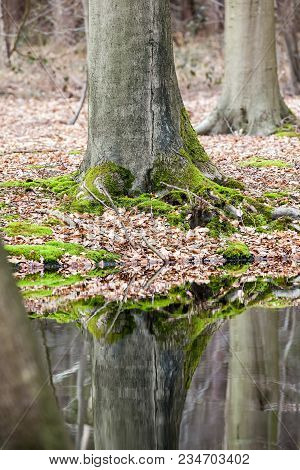 Moss Grows On The Tree Along The Water